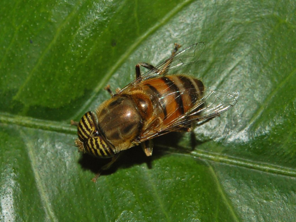 Le striscie sugli occhi: Eristalinus taeniops M (Syrphidae)